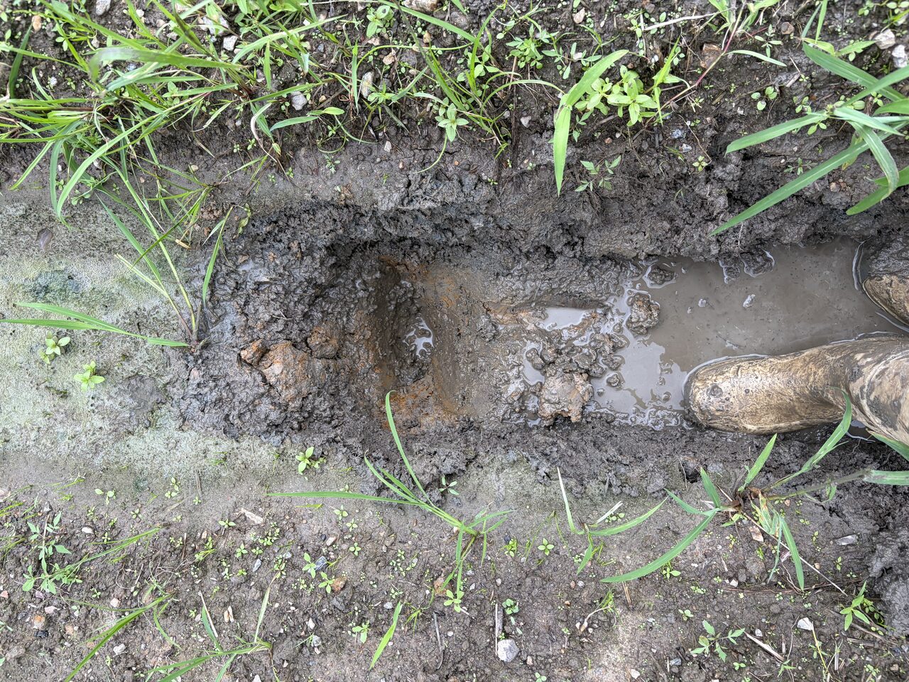 長靴で立つ位置まで硬盤層近くを掘ったが、溝に水が溜まったまま引かない様子