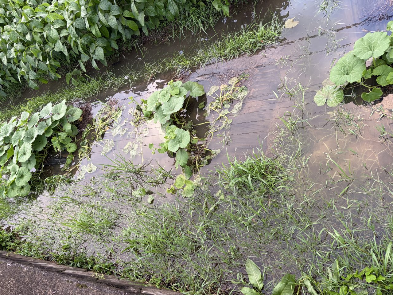 水に浸かった通路脇で、かぼちゃの葉がしおれている様子