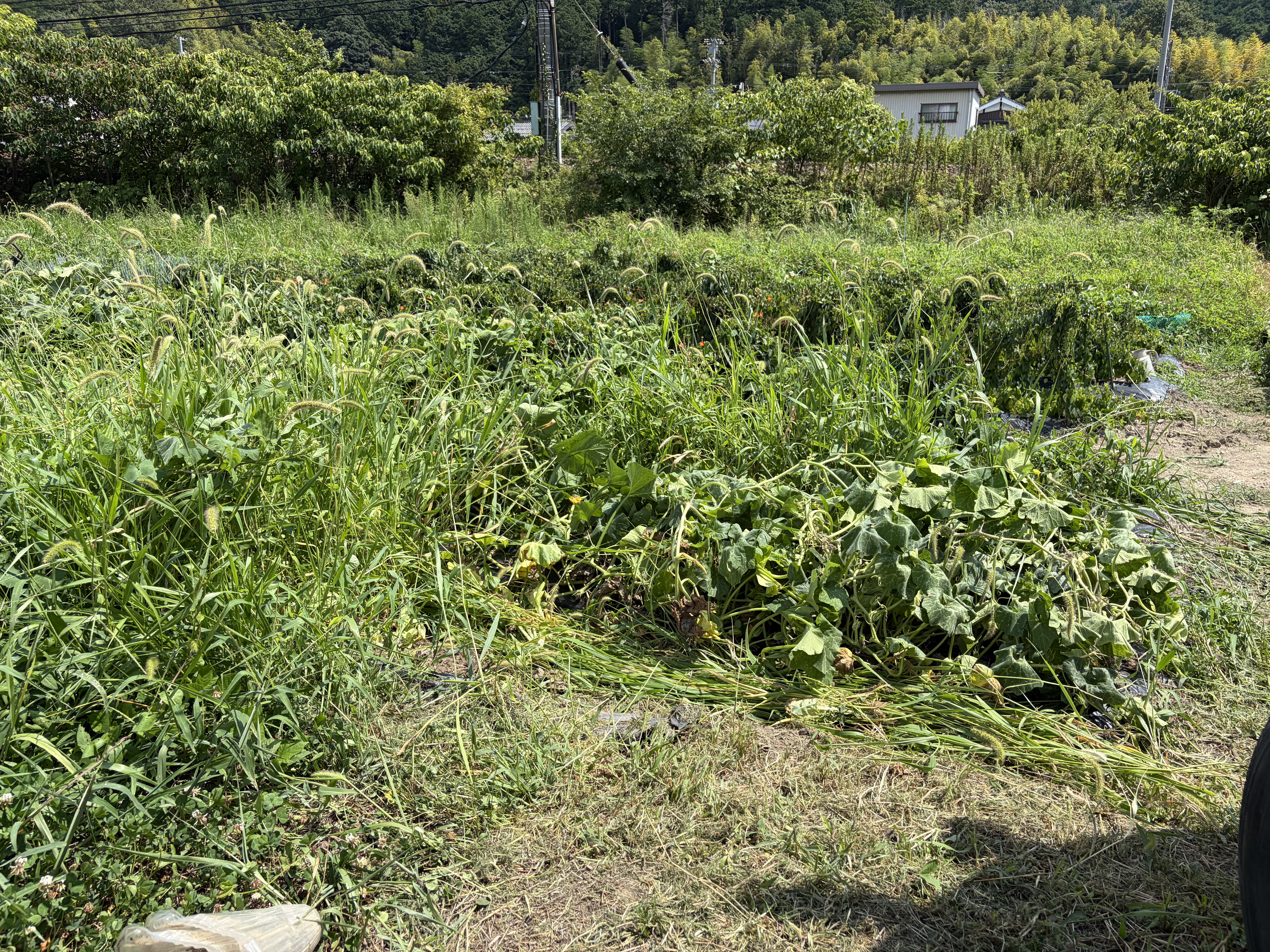 雑草とかぼちゃの蔓が生い茂ってジャングル化した放置畑