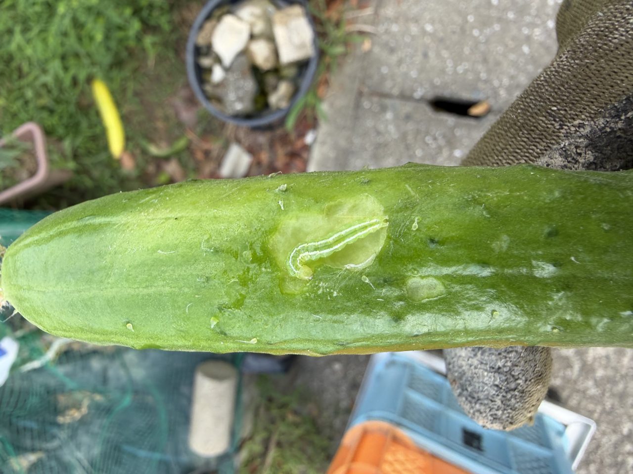 きゅうりの表面に穴が開き、中に白っぽい幼虫がいる様子