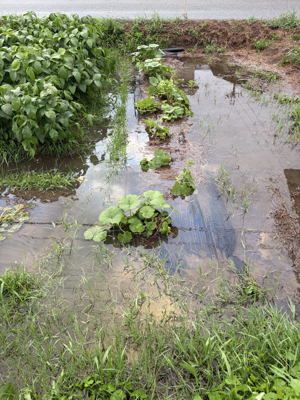 冠水した畑。かぼちゃの畝が水に浸かり、葉だけが水面に浮いている